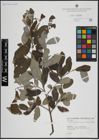 Foto von Salix atrocinerea Brot. x Salix salviifolia Brot.